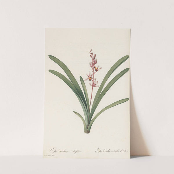 Epidendrum aloifolium (1802-1816) by Pierre Joseph Redouté