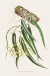 Epidendrum Aloifolium
