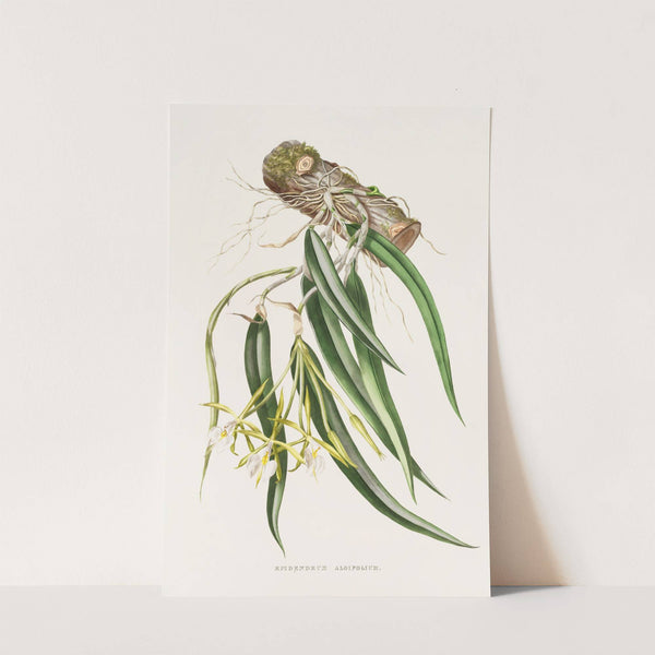 Epidendrum Aloifolium (1837-1843) by James Bateman