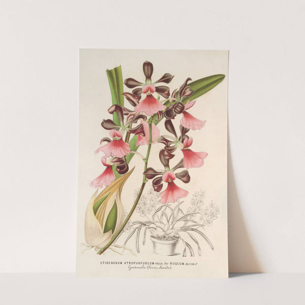 Epidendrum atropurpureum, var. roseum by Charles Antoine Lemaire
