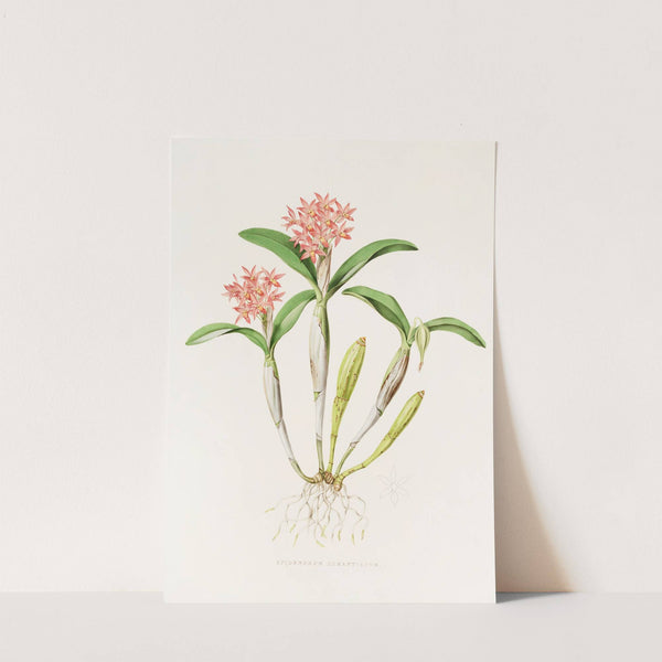 Epidendrum Aurantiacum (1837-1843) by James Bateman