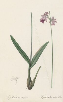 Epidendrum bifidum (1802-1816)