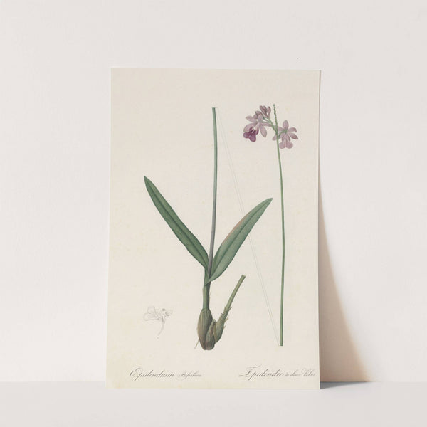 Epidendrum bifidum (1802-1816) by Pierre Joseph Redouté