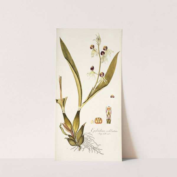 Epidendrum cochleatum by Nikolaus Joseph Freiherr von Jacquin