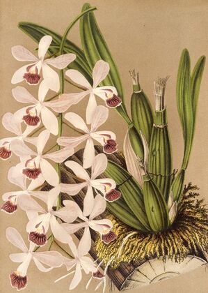 Epidendrum conspicuum