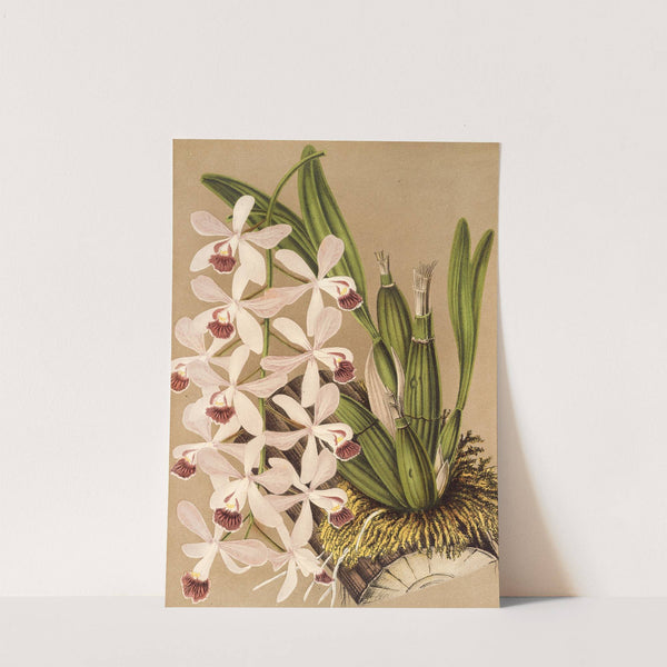 Epidendrum conspicuum by Charles Antoine Lemaire