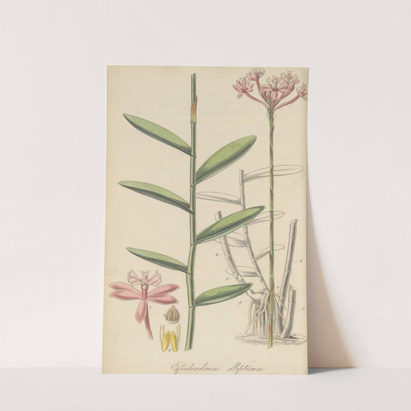 Epidendrum ellipticum by William Jackson Hooker