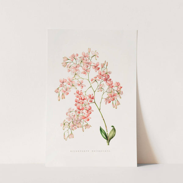 Epidendrum Erubescens (1837-1843) by James Bateman