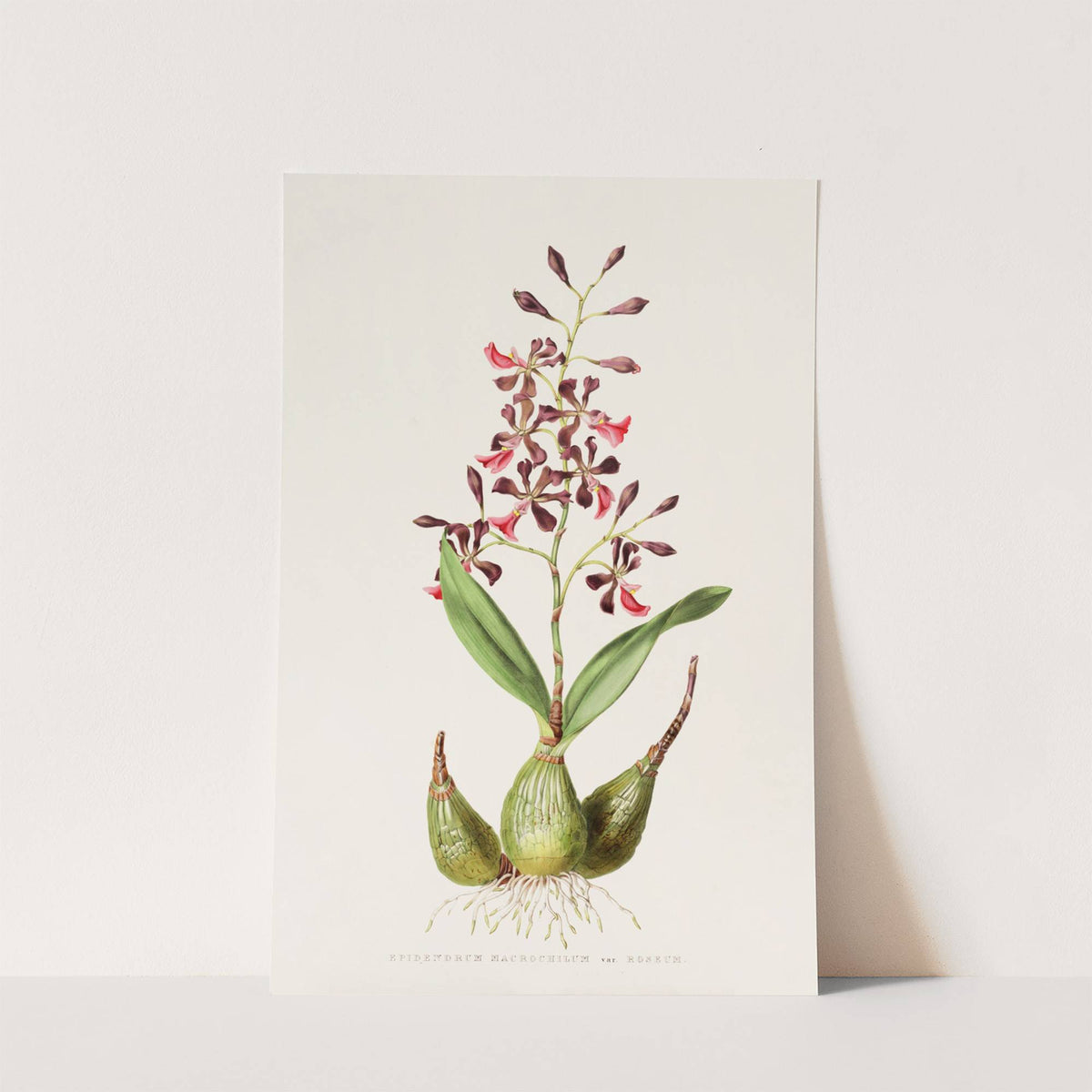 Epidendrum Macrochilum (1837-1843) by James Bateman