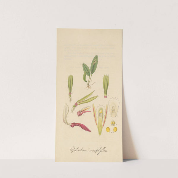 Epidendrum monophyllum by William Jackson Hooker