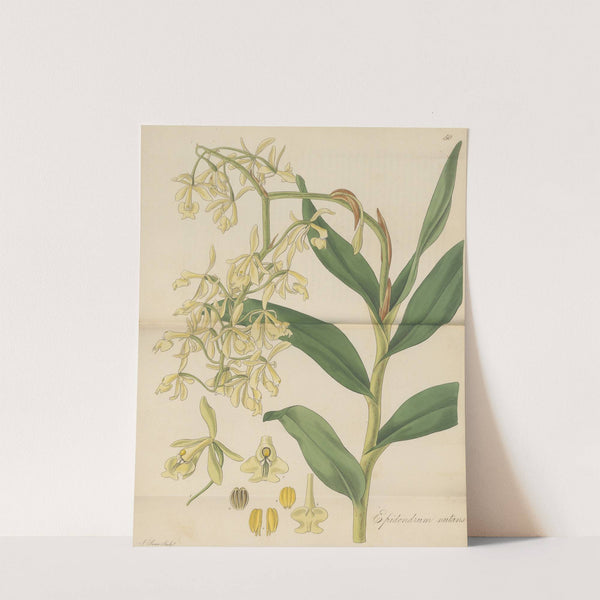 Epidendrum nutans by William Jackson Hooker