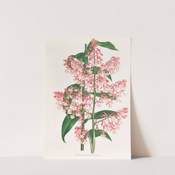 Epidendrum Paniculatum by Jean Jules Linden