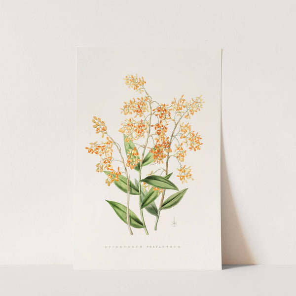 Epidendrum Polyanthum (1837-1843) by James Bateman