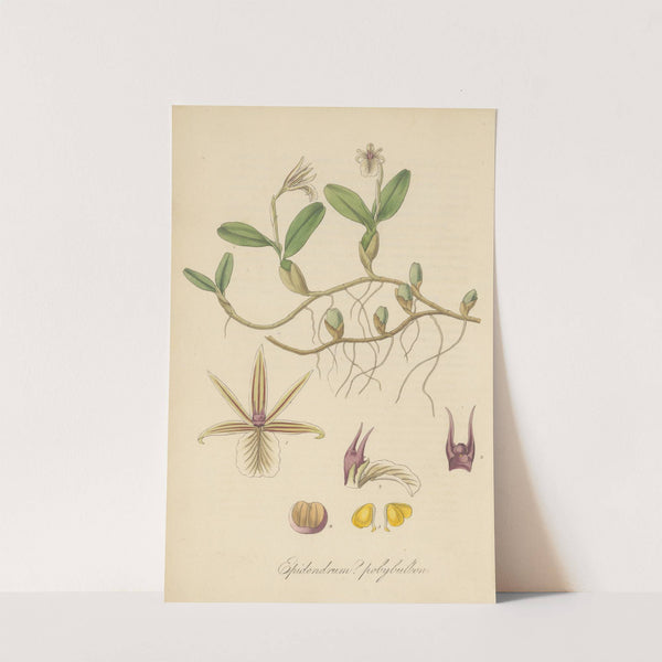 Epidendrum polybulbon by William Jackson Hooker