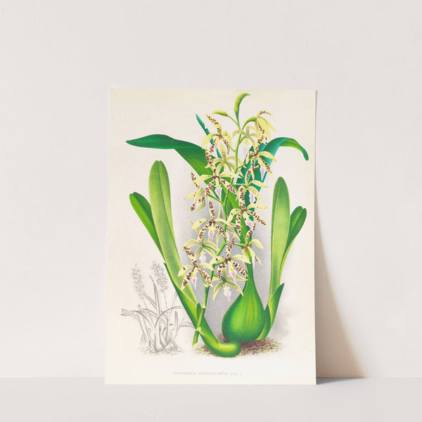 Epidendrum prismatocarpum by Jean Jules Linden