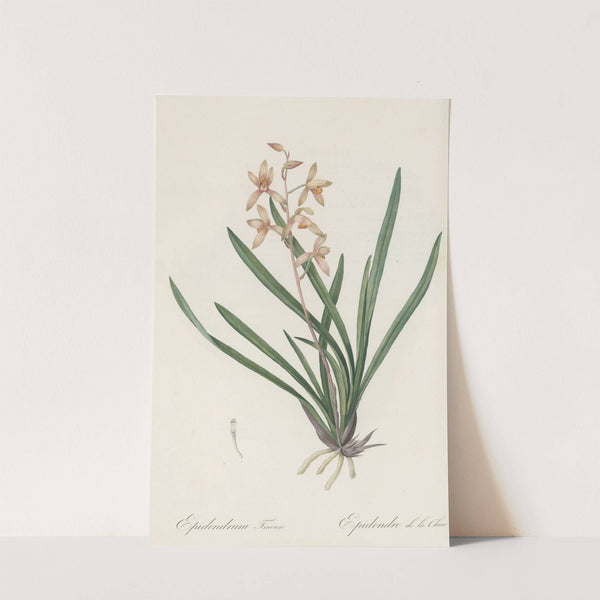 Epidendrum sinense (1802-1816) by Pierre Joseph Redouté