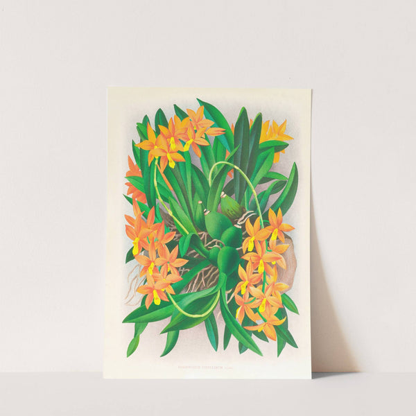 Epidendrum vitellinum by Jean Jules Linden