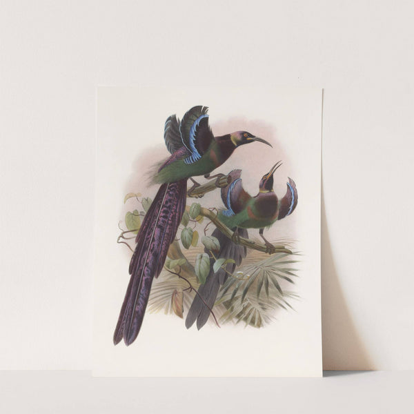 Epimachus Ellioti by Daniel Giraud Elliot