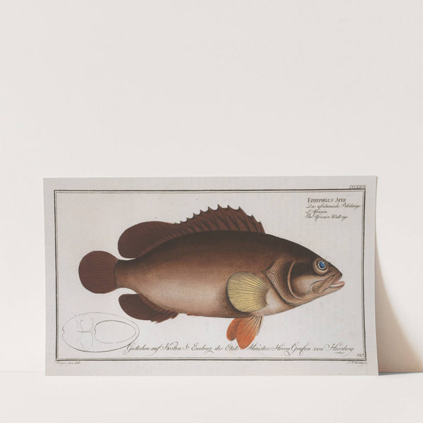 Epinephelus Afer, The Africain Wall-eye. (1785-1797) by Marcus Elieser Bloch