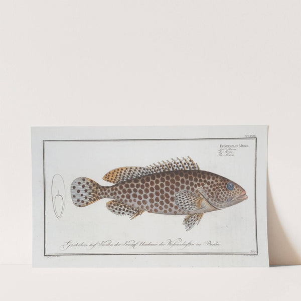Epinephelus Merra, The Merra. (1785-1797) by Marcus Elieser Bloch