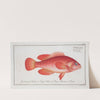 Epinephelus ruber, The red Wall-eye. (1785-1797) by Marcus Elieser Bloch