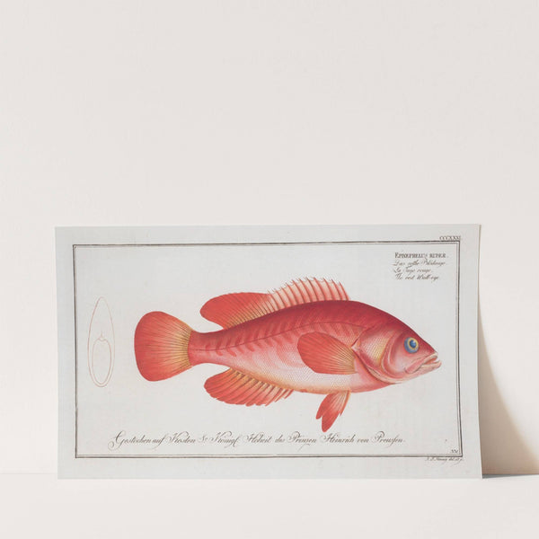 Epinephelus ruber, The red Wall-eye. (1785-1797) by Marcus Elieser Bloch