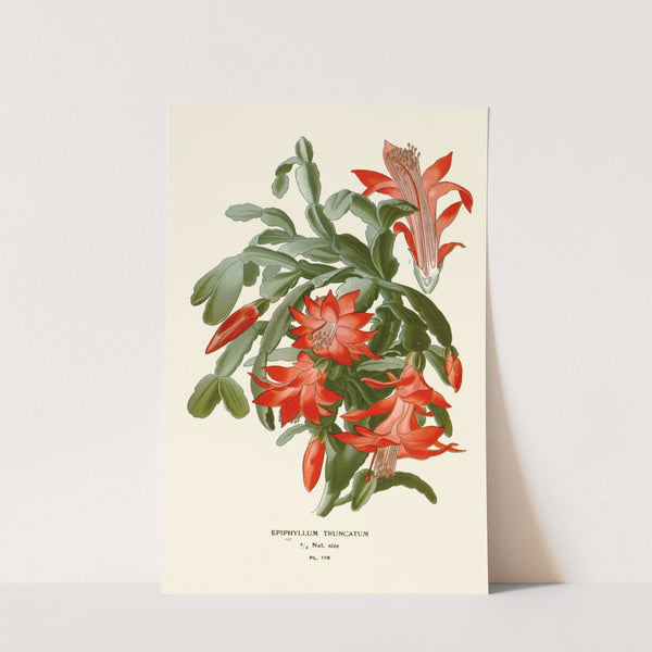 Epiphyllum Truncatum (1896-1897) by Edward Step