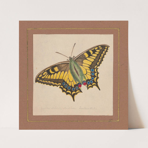 Equites Achivi Machaon Swallowtail (1820-1839) by William Wood Thackara