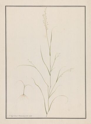 Eragrostis Tef