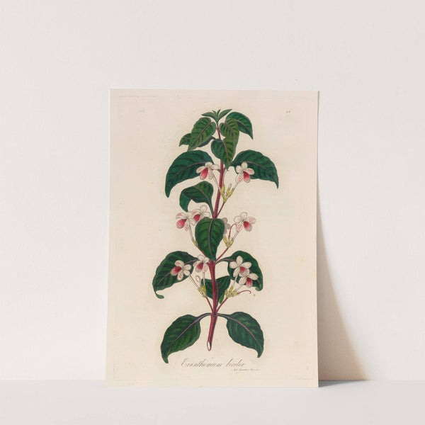 Eranthemum bicolor (1818-1824) by Gaetano Savi