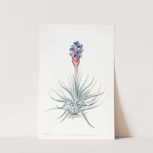 Erect Tillandsia (1815-1819) by Sydenham Edwards