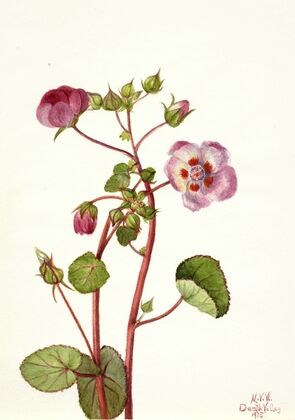 Harebell (Campanula rotundifolia) (1916)