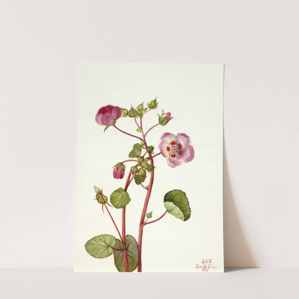 Eremalche rotundifolia (1935) by Mary Vaux Walcott