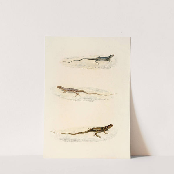 Eremias Annulifera, Eremias Fulchra, Eremias Formosa by Sir Andrew Smith