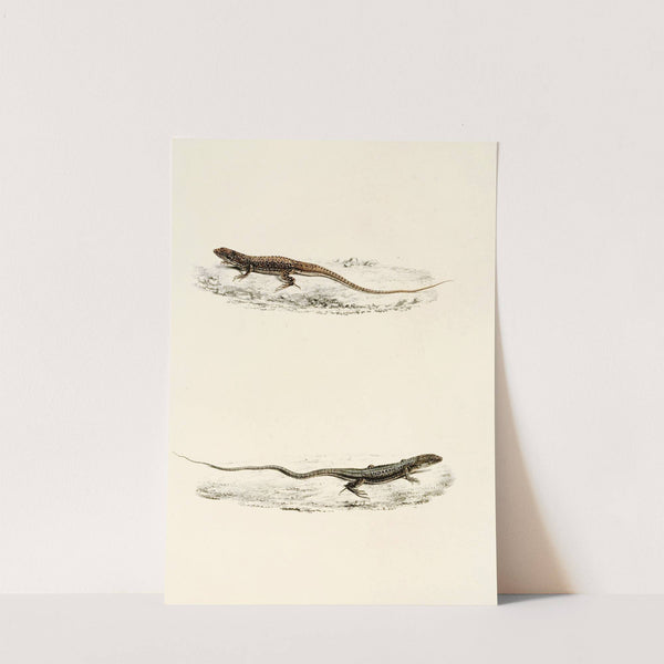 Eremias Burchellii, Eremias Capensis by Sir Andrew Smith