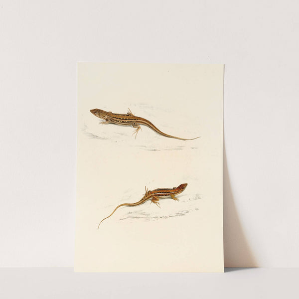 Eremias Knoxii, Eremias Lineo-Ocellata by Sir Andrew Smith
