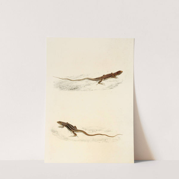 Eremias Laticeps, Eremias Lugubris by Sir Andrew Smith