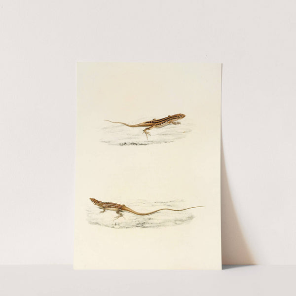 Eremias Undata, Eremias Namaquensis by Sir Andrew Smith