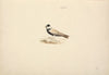 Eremopterix nigriceps (Black-crowned Sparrow Lark)