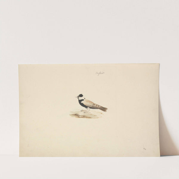 Eremopterix nigriceps (Black-crowned Sparrow Lark) by Luigi Balugani