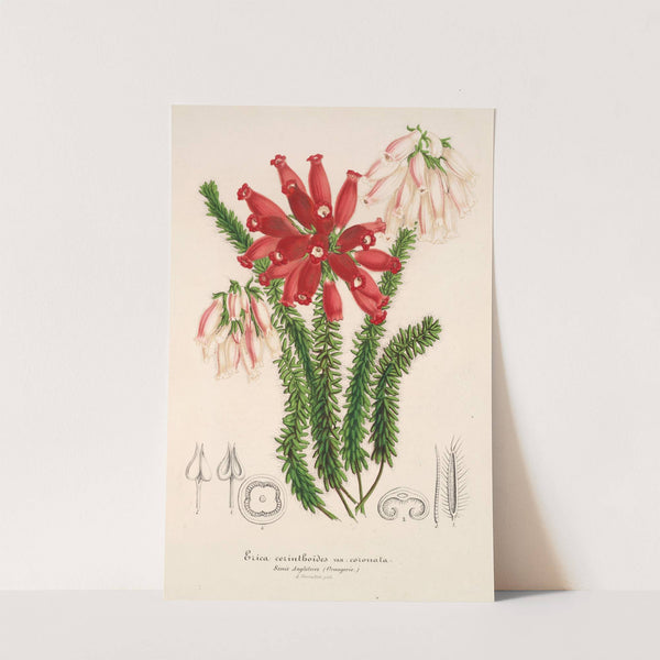 Erica cerinthoides by Charles Antoine Lemaire