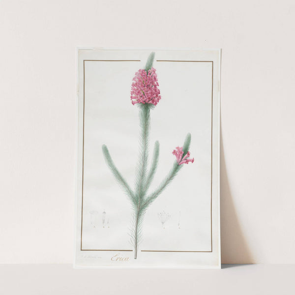 Erica Fulgida by Pierre Joseph Redouté