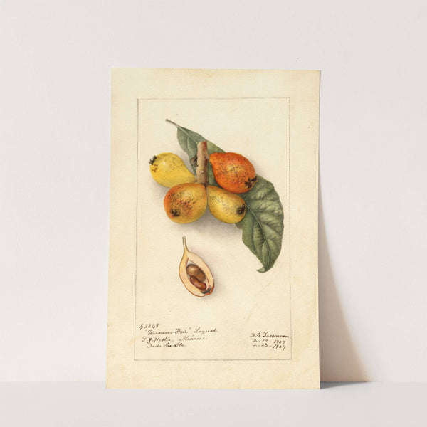 Eriobotrya japonica: Baronne Hall by Deborah Griscom Passmore