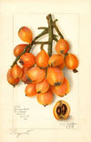 Eriobotrya japonica: Baronne Hall