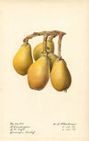 Eriobotrya japonica: Champagne