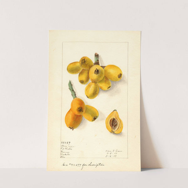 Eriobotrya japonica: Oliver by Elsie E. Lower