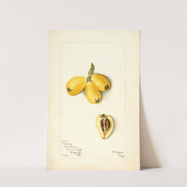 Eriobotrya japonica: Palermo by Bertha Heiges