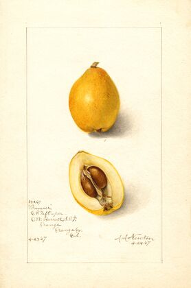 Eriobotrya japonica: Premier