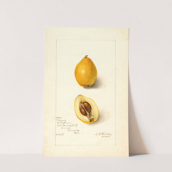 Eriobotrya japonica: Premier by Amanda Almira Newton