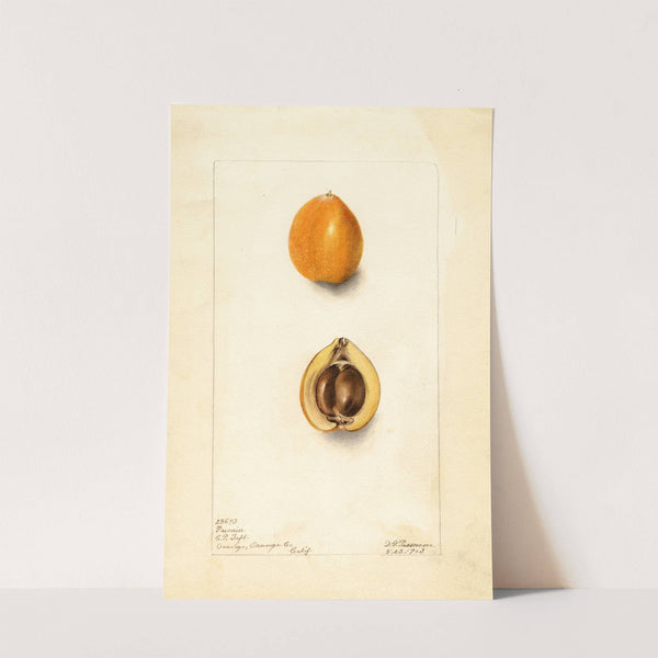 Eriobotrya japonica: Premier by Deborah Griscom Passmore